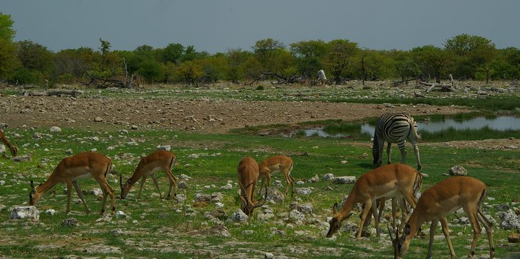 702 Namibia Okt 2006 .JPG